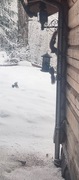 Eurasian Red Squirrel (Sciurus vulgaris)