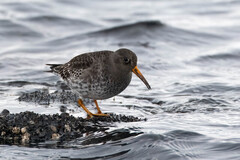 Purple Sandpiper (Calidris maritima)
