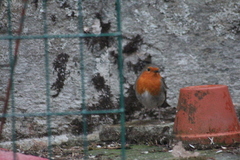 Robin (Erithacus rubecula)