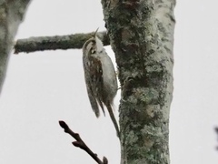 Eurasian Treecreeper (Certhia familiaris)