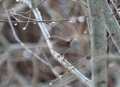Winter Wren (Troglodytes troglodytes)