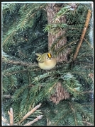 Fuglekonge (Regulus regulus)