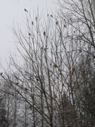 Eurasian Bullfinch (Pyrrhula pyrrhula)