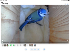 Blue Tit (Cyanistes caeruleus)