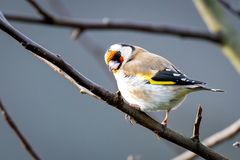 European Goldfinch (Carduelis carduelis)