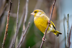 European Greenfinch (Chloris chloris)