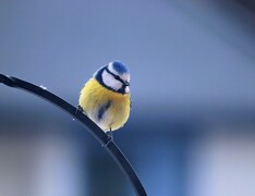 Blue Tit (Cyanistes caeruleus)