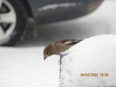 Hawfinch (Coccothraustes coccothraustes)
