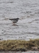 Purple Sandpiper (Calidris maritima)
