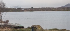 Goosander (Mergus merganser)