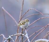 Eurasian Siskin (Spinus spinus)