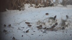 Brambling (Fringilla montifringilla)
