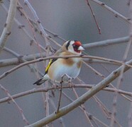 European Goldfinch (Carduelis carduelis)