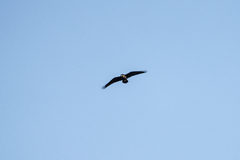 Common Raven (Corvus corax)