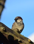 House Sparrow (Passer domesticus)
