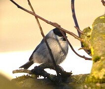 Marsh Tit (Poecile palustris)