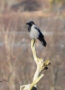 Hooded Crow (Corvus cornix)