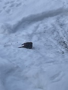 Pine Grosbeak (Pinicola enucleator)