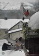 Eurasian Bullfinch (Pyrrhula pyrrhula)