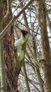 Green Woodpecker (Picus viridis)