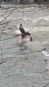 Skarvefamilien (Phalacrocoracidae)