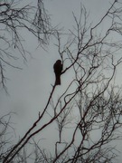 Eurasian Sparrowhawk (Accipiter nisus)