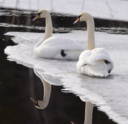 Knoppsvane (Cygnus olor)