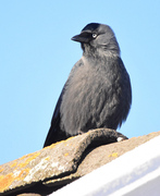 Kaie (Corvus monedula)