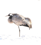 Trane (Grus grus)