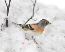 Brambling (Fringilla montifringilla)