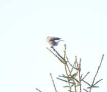 Nutcracker (Nucifraga caryocatactes)