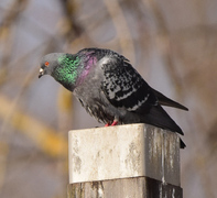 Feral Pigeon (Columba livia domestica)