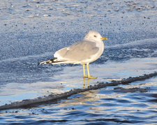 Fiskemåke (Larus canus)
