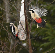 Great Spotted Woodpecker (Dendrocopos major)