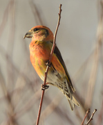Common Crossbill (Loxia curvirostra)
