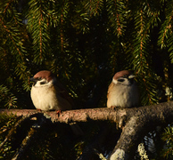 Eurasian Tree Sparrow (Passer montanus)