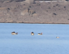 Greylag Goose (Anser anser)