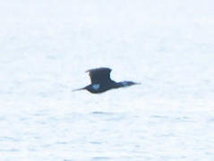 Great Cormorant (Phalacrocorax carbo)