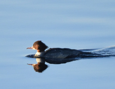 Goosander (Mergus merganser)
