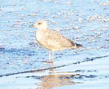 Herring Gull (Larus argentatus)