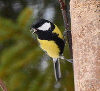 Great Tit (Parus major)