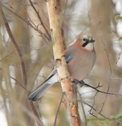 Nøtteskrike (Garrulus glandarius)