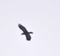 Common Raven (Corvus corax)