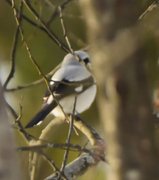 Great Grey Shrike (Lanius excubitor)