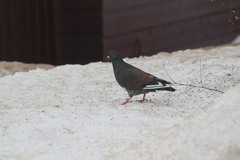 Rock Pigeon (Feral Pigeon) (Columba livia)