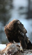 Kongeørn (Aquila chrysaetos)