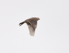 Skylark (Alauda arvensis)