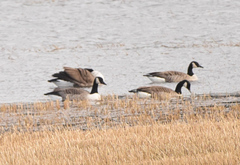 Canada Goose (Branta canadensis)