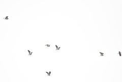 Vipe (Vanellus vanellus)