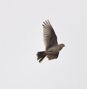 Skylark (Alauda arvensis)